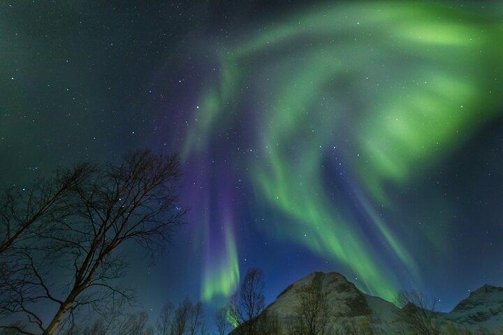 Nordlichterjagd mit dem Bus in Tromso