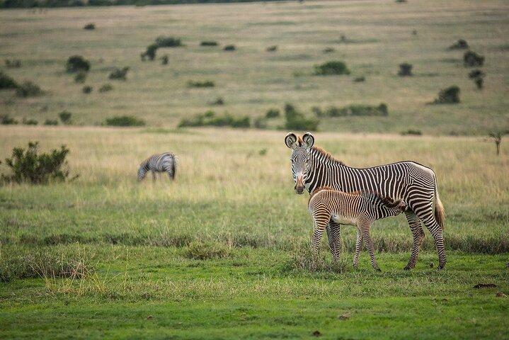 11-daagse ultieme luxe safari in Kenia