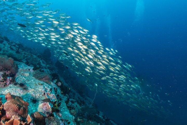 Excursión de un día a Koh Tao y Koh Nang Yuan Snorkeling en lancha rápida