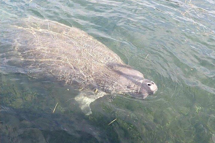 クリスタルリバーマナティ観察クルーズ
