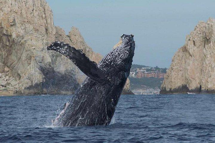 カボ・サンルーカス小集団ホエールウォッチングツアー：クジラの話を聞く