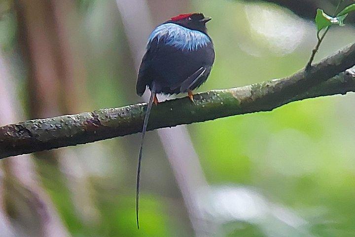 Passeio de observação de aves em Monteverde