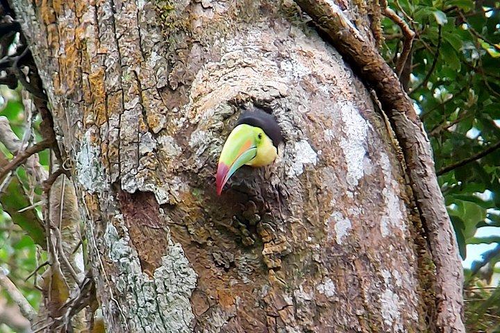 Passeio de observação de aves em Monteverde