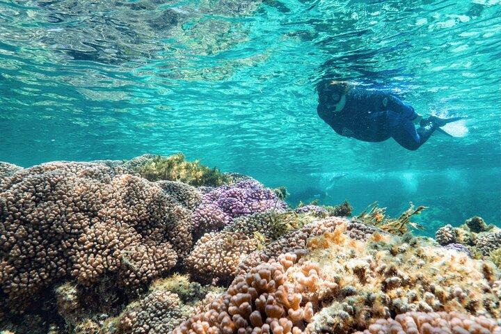 Experiencia guiada en barco de esnórquel en la isla de Rottnest