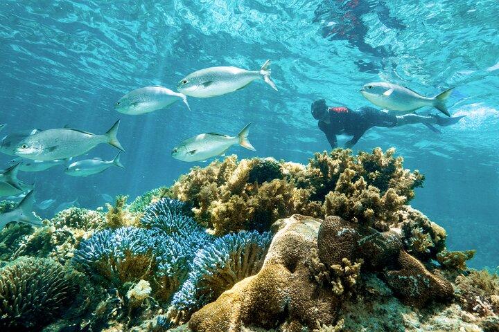 Experiencia guiada en barco de esnórquel en la isla de Rottnest