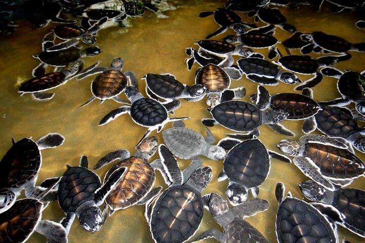 Whale Watching & Turtle Hatchery Tour fra Gall