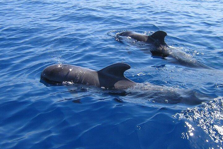 Tenerife Excursión en Ecoyate para Avistamiento de Ballenas