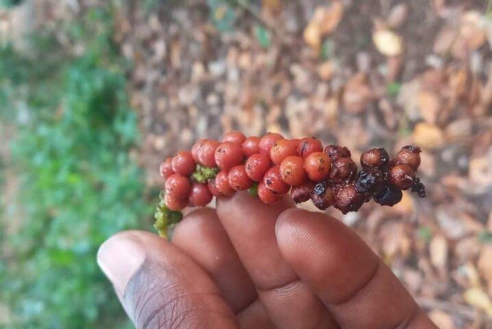 Spice tour in Zanzibar