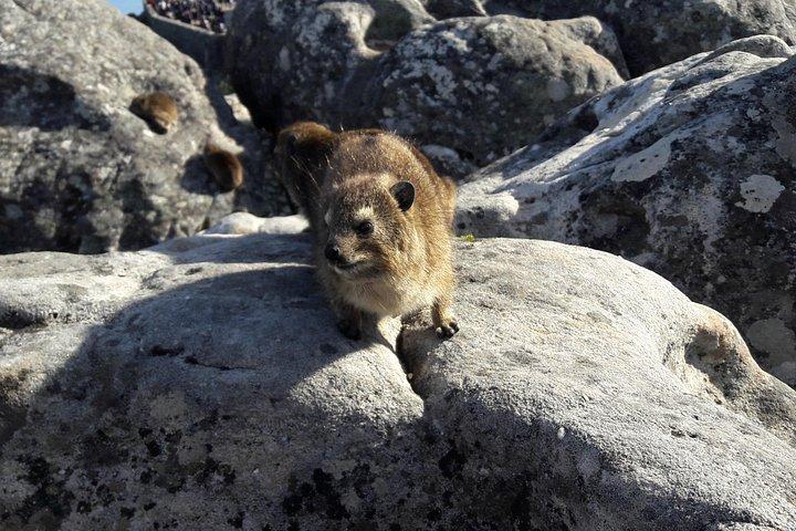 Table Mountain Summit Walk for the Whole Family - PRIVATE