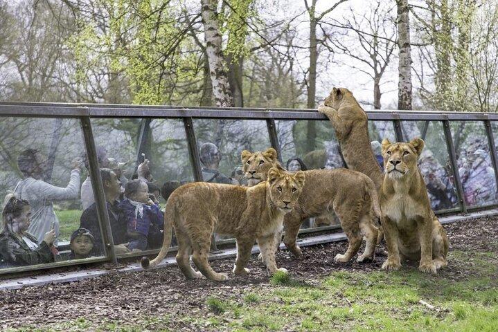 Excursion Privée au ZooSafari de Thoiry depuis Paris