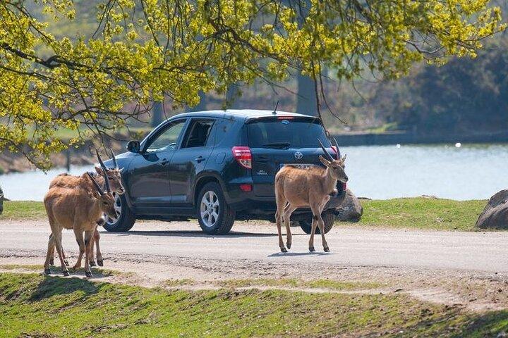 Excursion Privée au ZooSafari de Thoiry depuis Paris