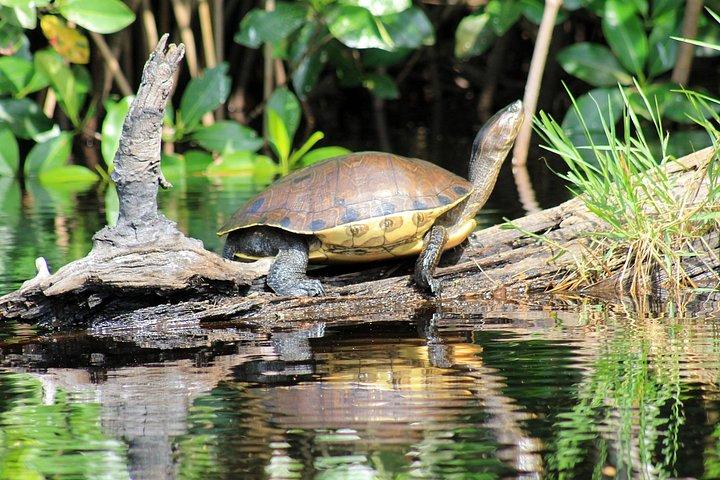 オアハカの海岸での野生動物エコ ツアー。