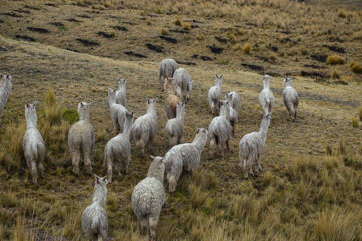 Waqrapukara 1-Day Tour from Cusco