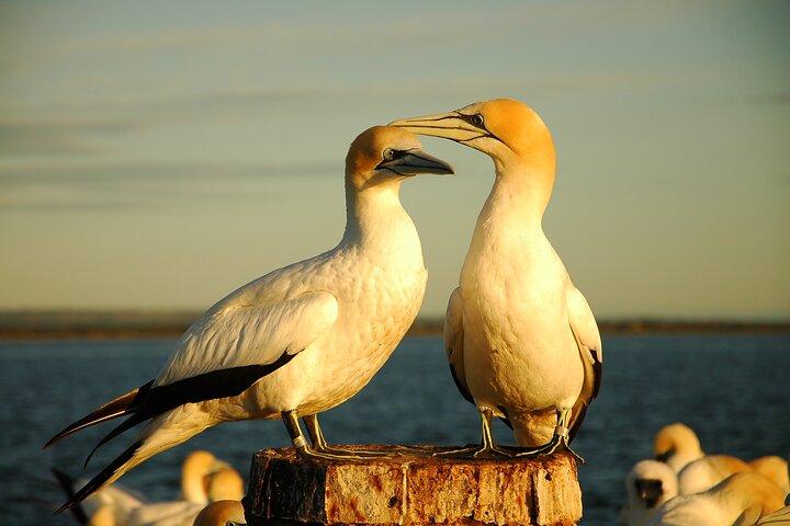 90 minute wildlife and scenic cruise