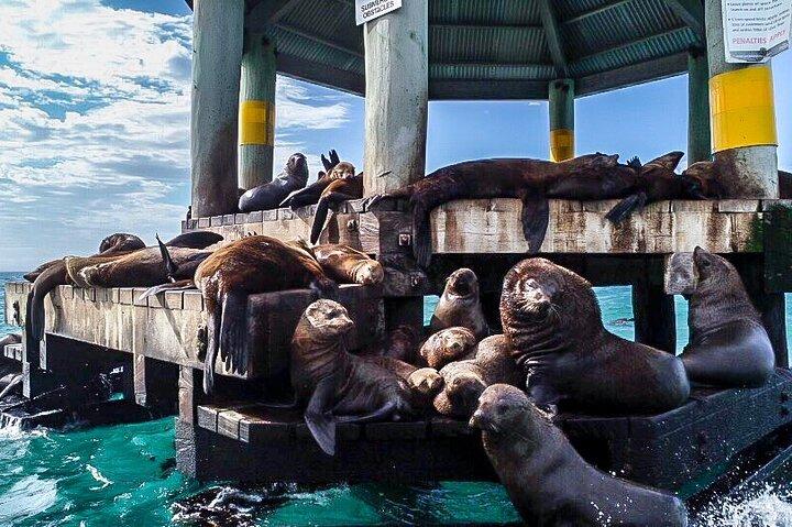 90 minute wildlife and scenic cruise