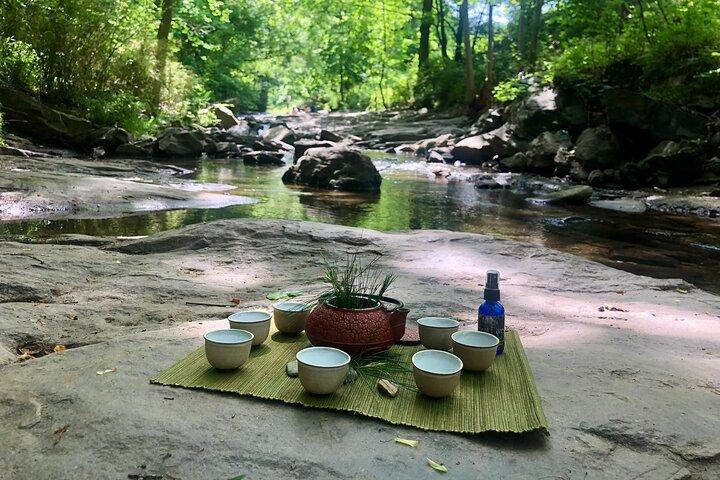 Forest Bathing & Nature Therapy Walk