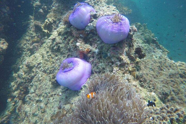 Krabi Nice Sea Schnorcheltour nach Yawasam & Talu Island