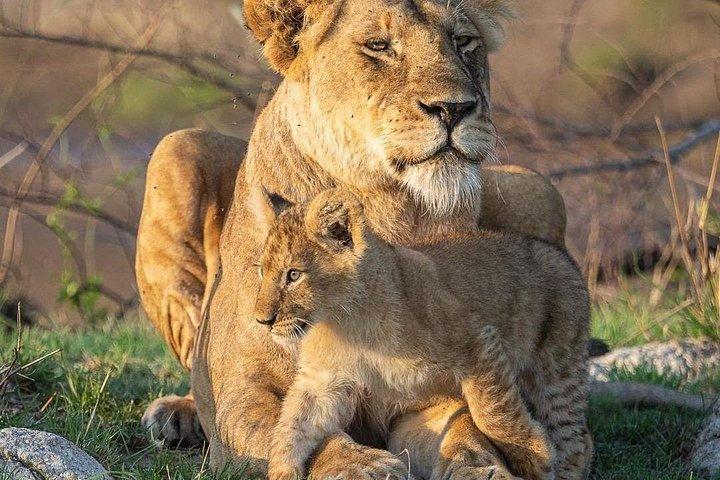 6 Days Tanzania join group Budget Camping Safari