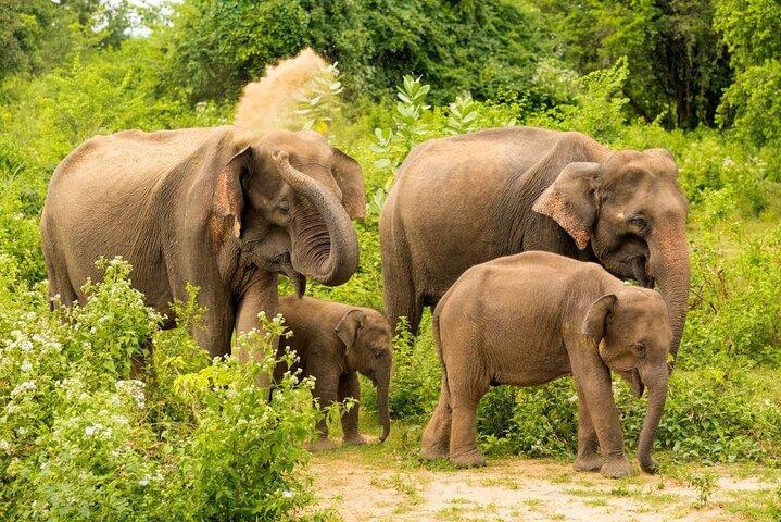 エラ/バンダラウェラからのウダワラウェ国立公園ジープサファリ