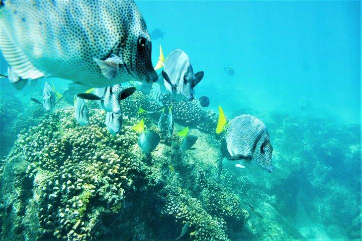 Snorkel Adventure à travers la mer de Cortez