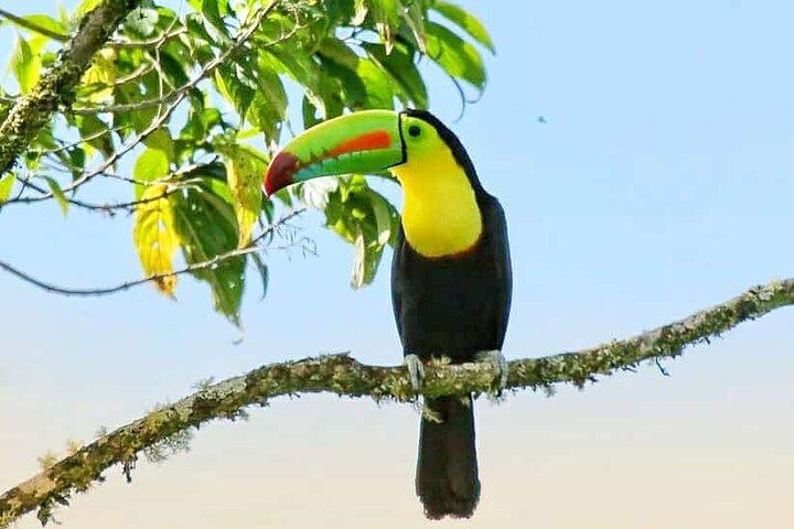 Curi-Cancha Birdwatching Tour | Small Group