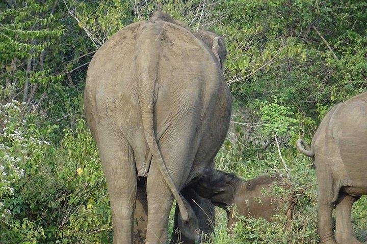 ヤラ国立公園でのワンナイトキャンプ