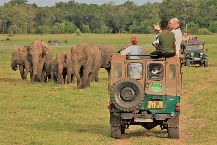 ミネリヤ国立公園でプライベートジープサファリ、象に会いに行こう