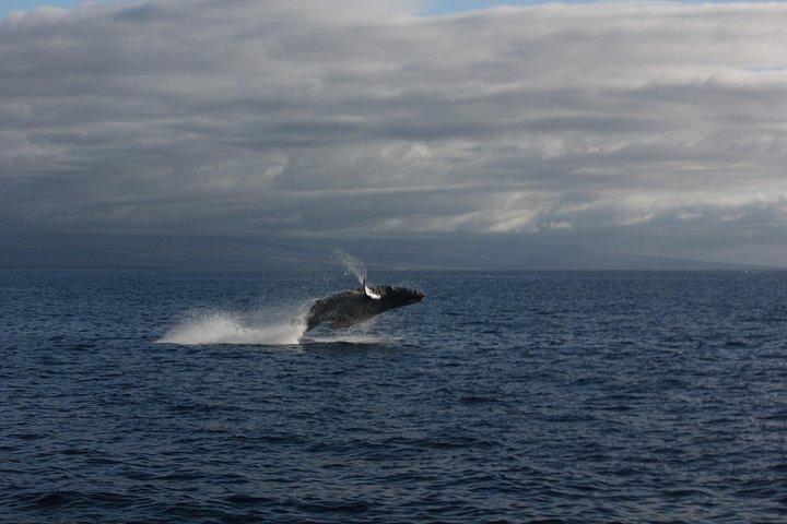 Big Island: Sunset Whale Watching Shared Activity