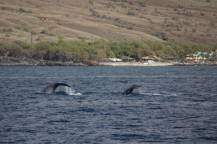 Big Island: Sunset Whale Watching Shared Activity