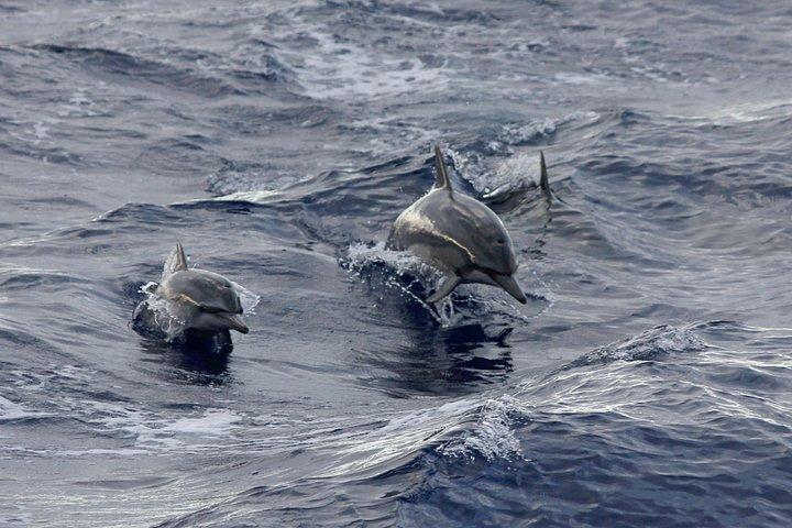 Big Island: Sunset Whale Watching Shared Activity