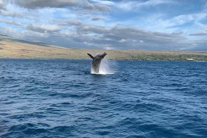 Big Island: Sunset Whale Watching Shared Activity