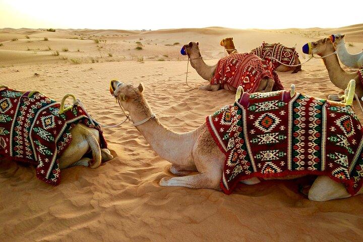Dubai avondwoestijnsafari en kamp met diner