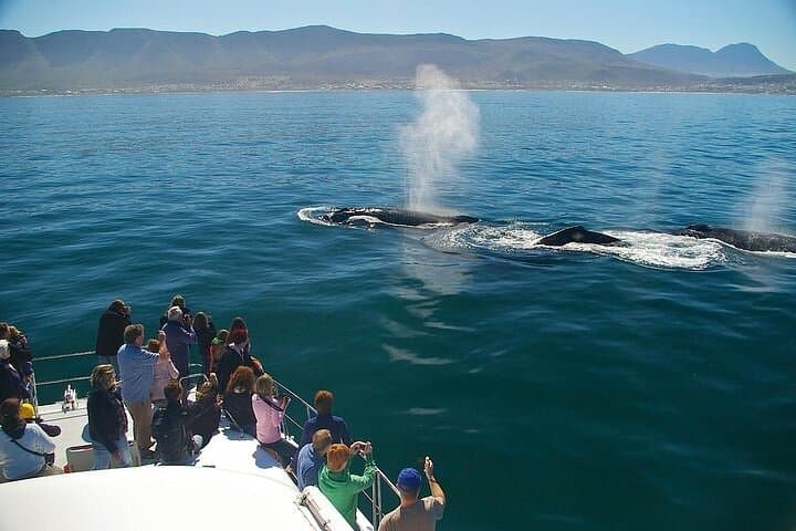 Full-Day Whale Watching and Wine Region Experience from Cape Town