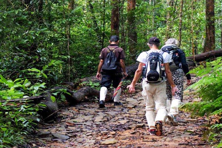 Excursion privée d'une journée dans la forêt tropicale de Sinharaja avec déjeuner local