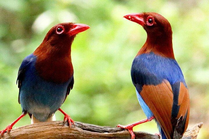 Excursion privée d'une journée dans la forêt tropicale de Sinharaja avec déjeuner local