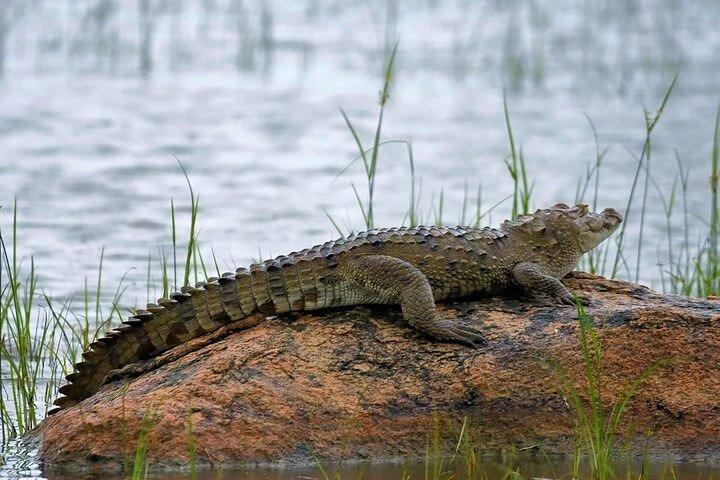カウデュラ国立公園サファリ |ジープとチケット