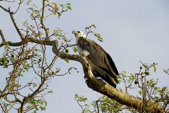 カウデュラ国立公園サファリ |ジープとチケット
