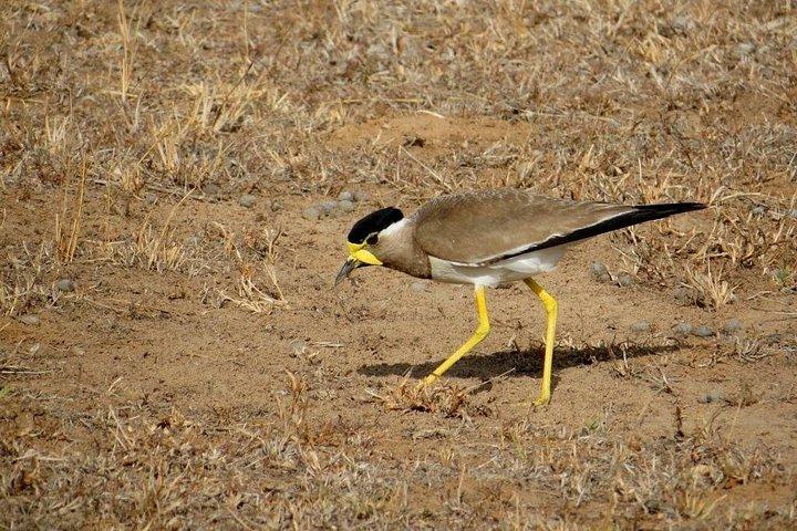 カウデュラ国立公園サファリ |ジープとチケット