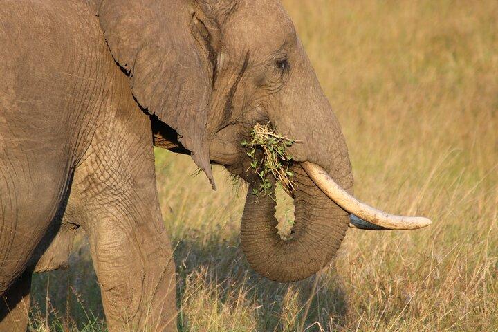 Safari nella fauna selvatica e alpinismo