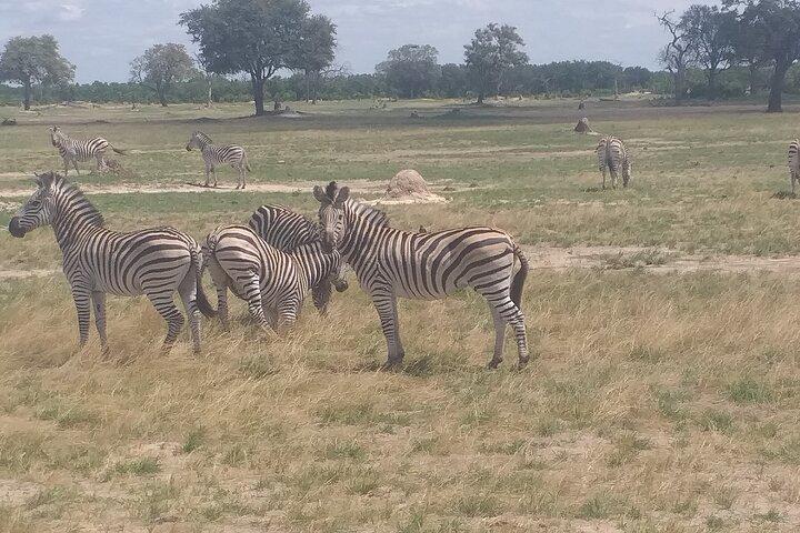 Hwange National Park Heldagstur