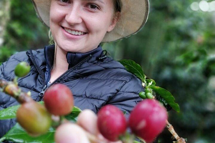 Cocora Valley, Salento e Coffee Farm Day Tour