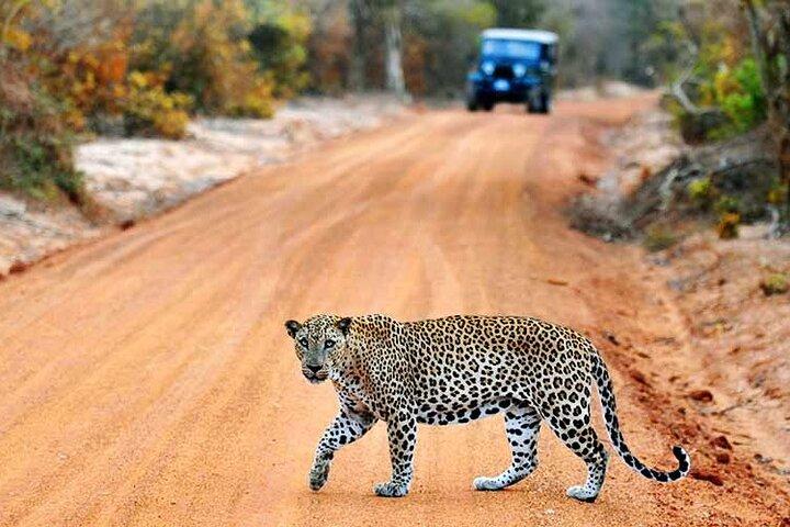 GA WILD! Dubbele safari-dagtrip (Yala & Udawalawe) - privé en all-inclusive