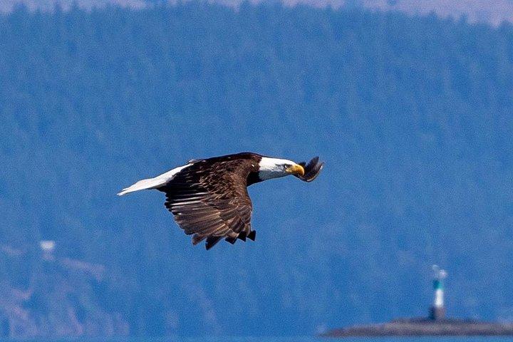 夏のビクトリア州ホエールウォッチングツアー