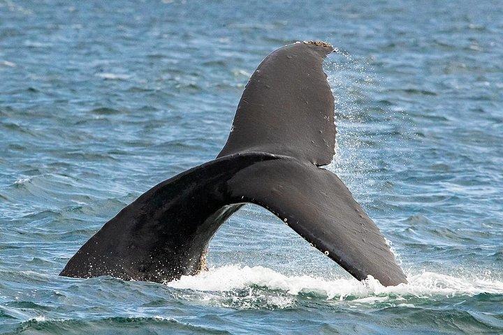 夏のビクトリア州ホエールウォッチングツアー