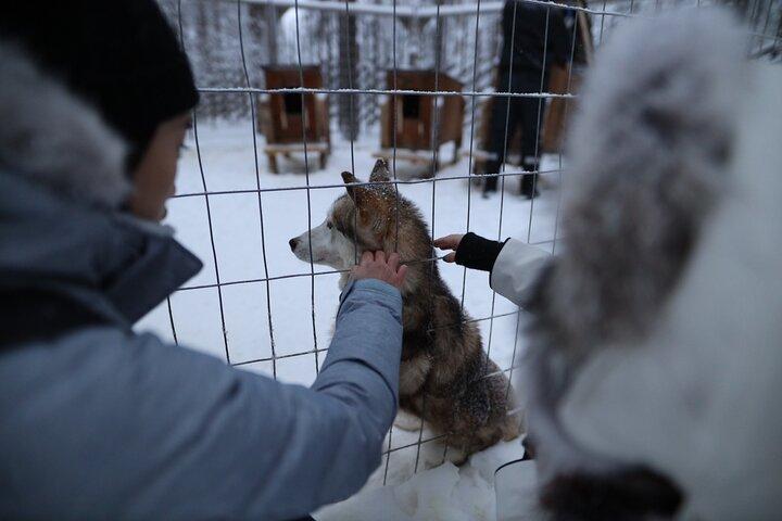 サンタ クロース ビレッジ、ハスキーとトナカイのコンボ サファリ