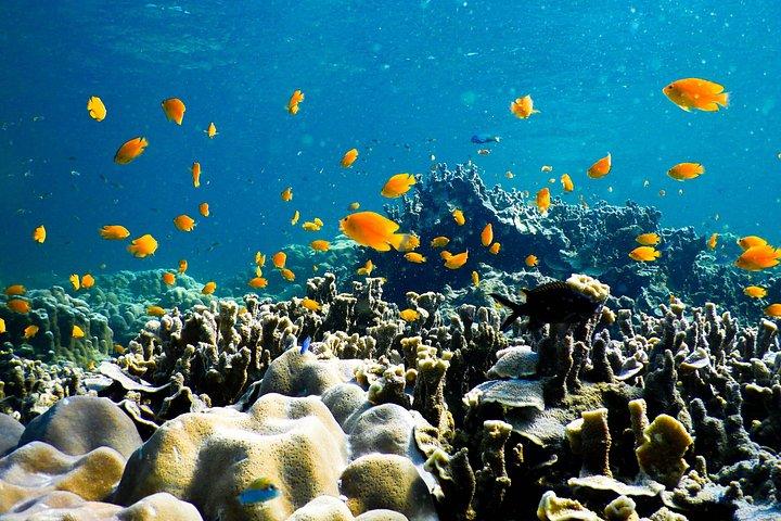 Phi Phi Island Hopping Day Trip by Speed Boat from Phuket