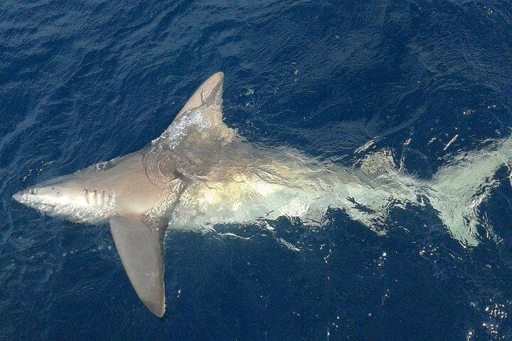 Deep sea fishing charters in Fort Lauderdale aboard 52' Hatteras