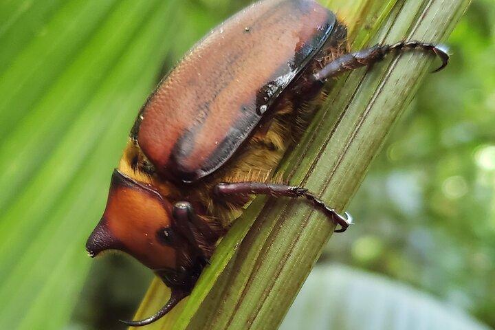 モンテベルデの自然の一日
