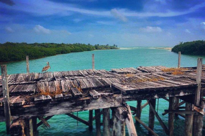 Shared Speedboat Tour: Nichupté Lagoon & Mangrove Adventure