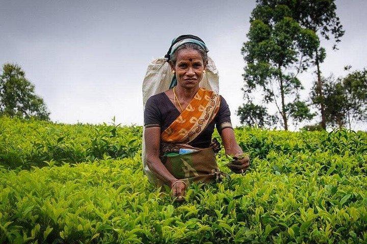 Tea Fields & Factory Tour